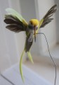2019 Kolibri geel